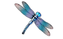 Libellule